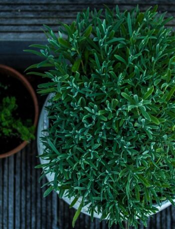 Photo Balcony garden