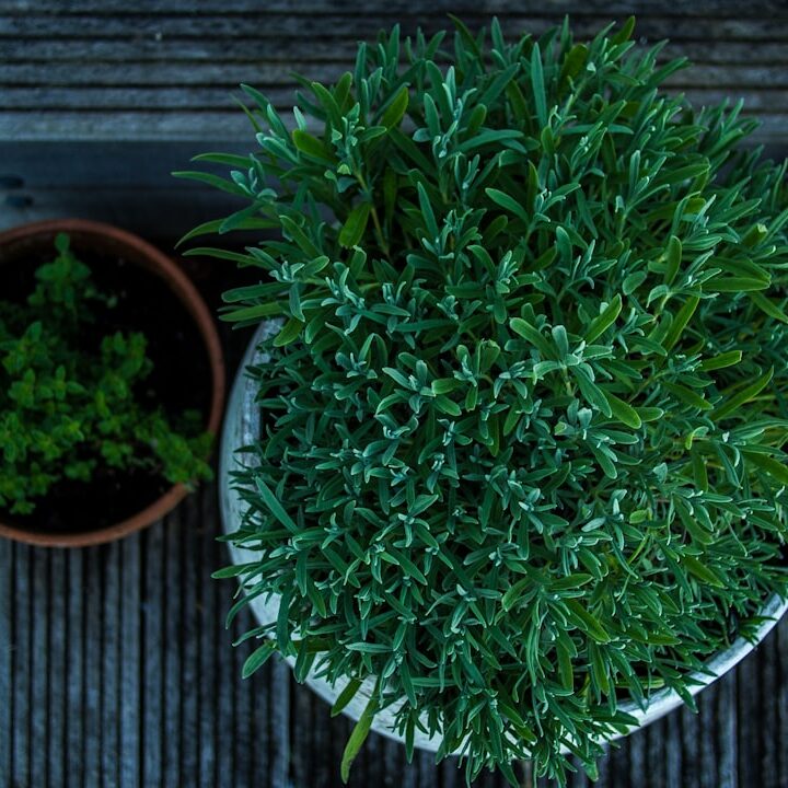 Photo Balcony garden
