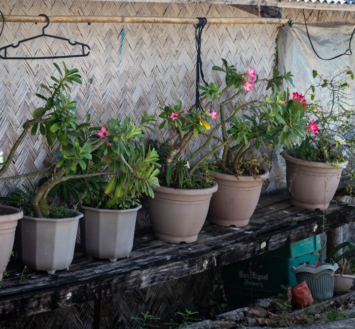 Photo potted garden flowers
