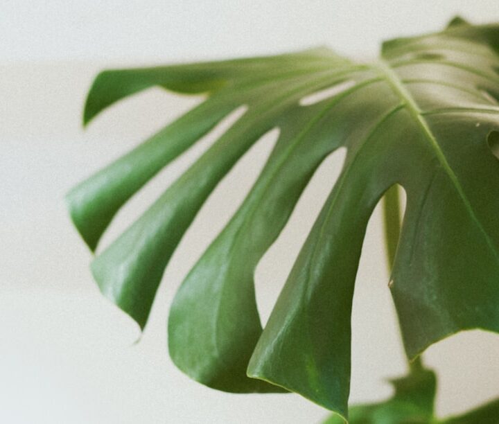 Photo air-purifying plant