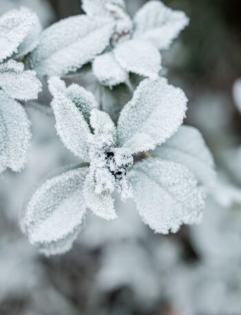 Photo garden in winter