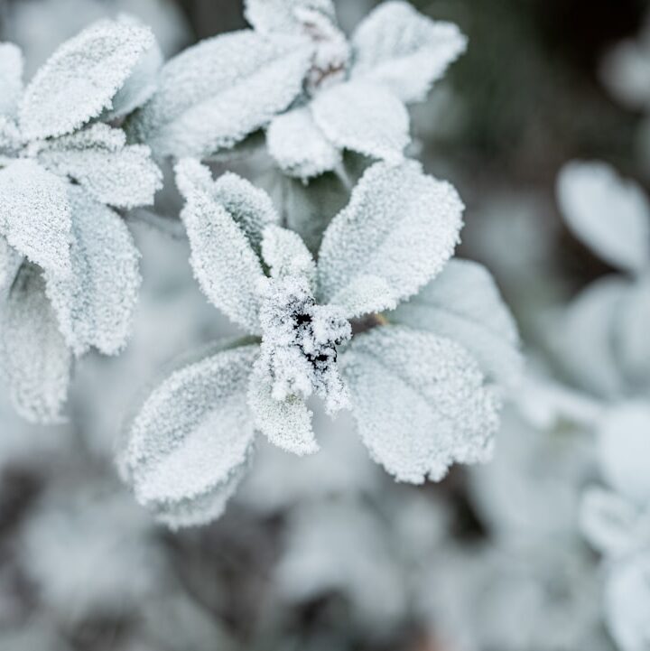 Photo garden in winter