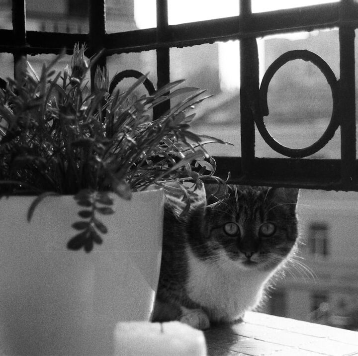Photo cat balcony
