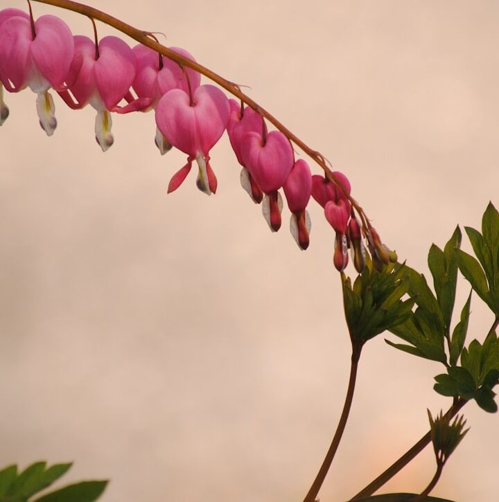 Photo bleeding heart