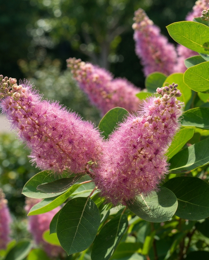 Zbliżenie krzewu Perukowca z różowymi kwiatami i zielonymi liśćmi w naturalnym ogrodzie