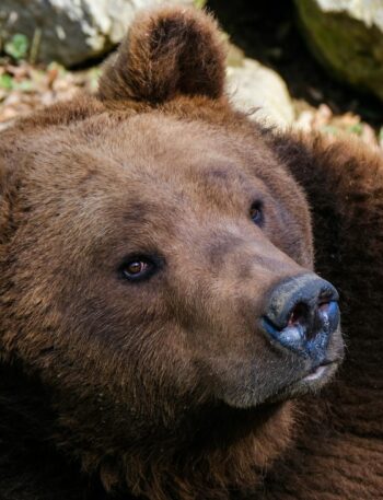 Druga szansa dla niedźwiedzi. Pod Ścieżką w Koronach Drzew powstał ich nowy dom