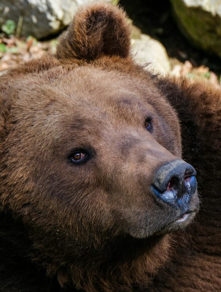 Druga szansa dla niedźwiedzi. Pod Ścieżką w Koronach Drzew powstał ich nowy dom